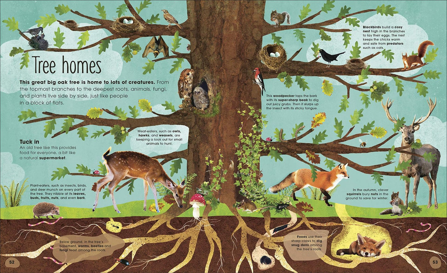 RHS The Magic & Mystery of Trees
